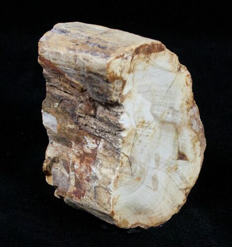 Petrified Wood Limb Section - Madagascar #3353